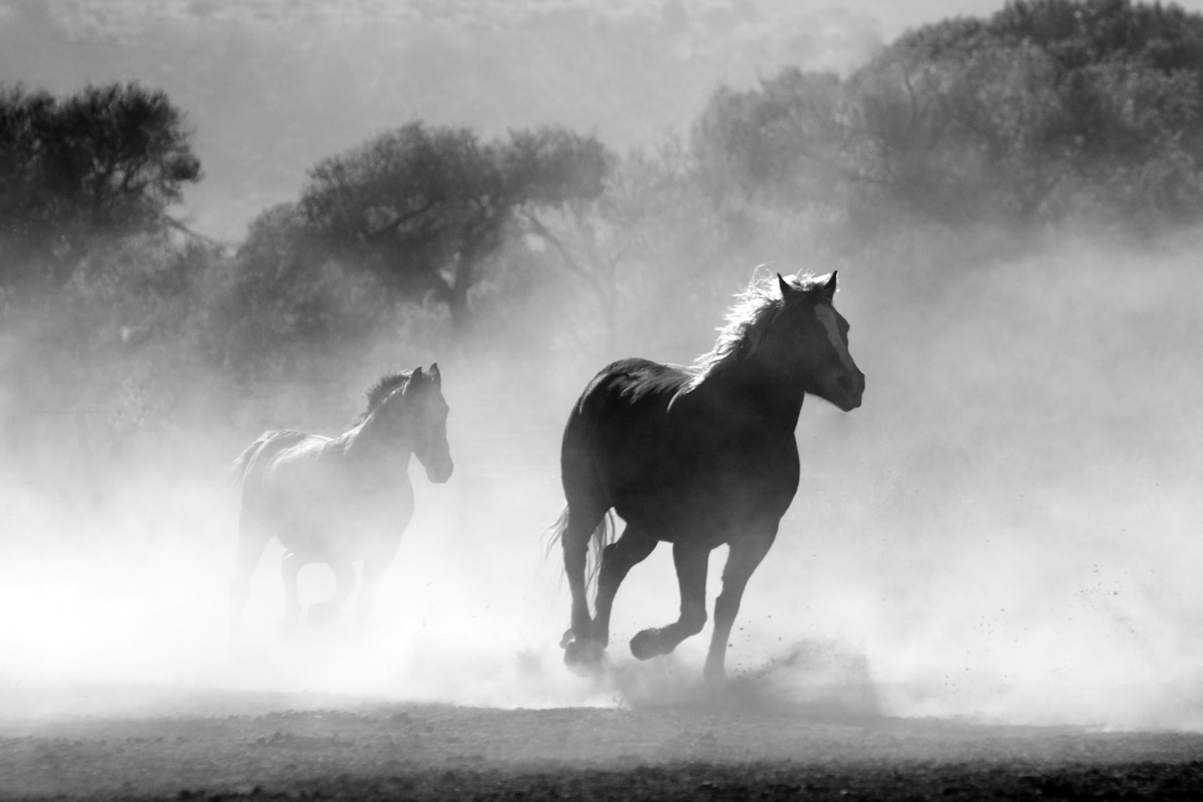 Wild horses, no hurry