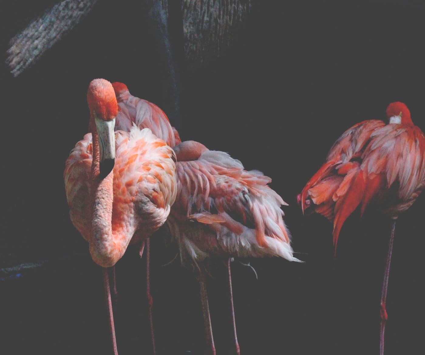 Home of the flamingo